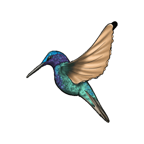 Curacao Sticker