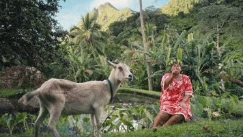 Goat Rarotonga GIF by Cook Islands
