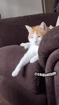 Very Angry Cat GIFs