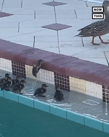 Duck Fail GIF by NowThis