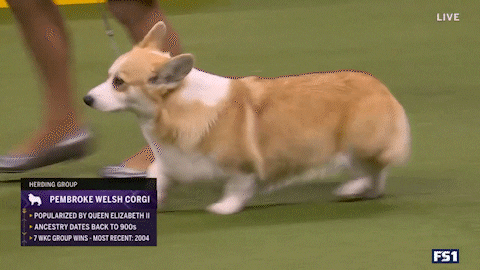 giphy.gif