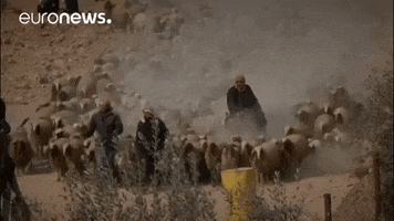 sheep fleeing GIF by euronews