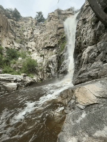 Nature GIF