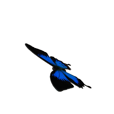 Butterfly Sticker