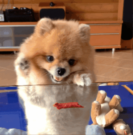 Dog Pomeranian GIF