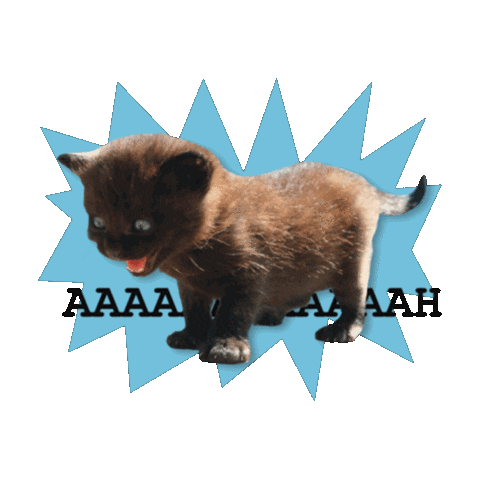 Cat Scream Sticker by toutfeutoutcam