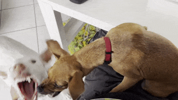 Fight GIF