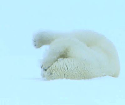 Polar Bear GIF by Cheezburger
