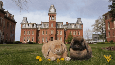 Wv Spring Gifs Get The Best Gif On Giphy