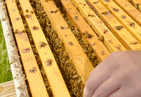 Honey Bee Frame GIF by University of Florida