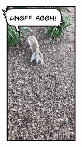 squirrel gibberish GIF by Planeta