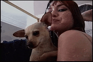 Chihuahua GIF by GAYLE