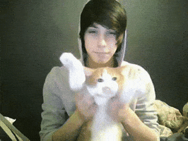 Cat Kitty GIF
