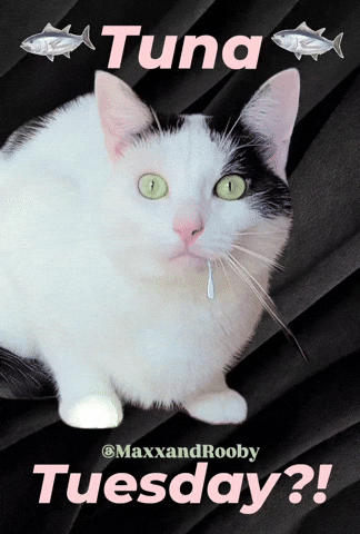 Cat Tuesday GIF