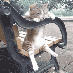 bored crickets GIF - bored crickets GIF