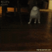 Memecenter GIFs - Get the best GIF on GIPHY Memecenter GIFs - Get the best GIF on GIPHY