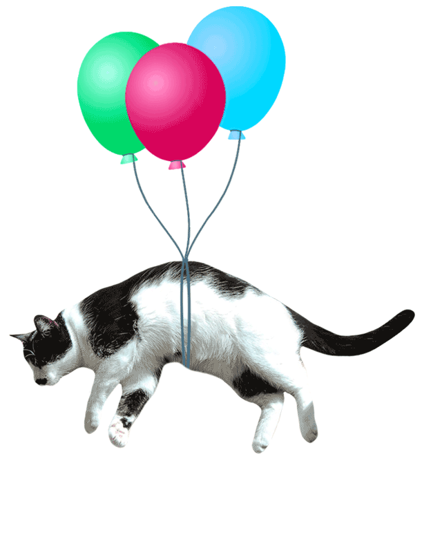 Cat Flying Sticker for iOS & Android GIPHY