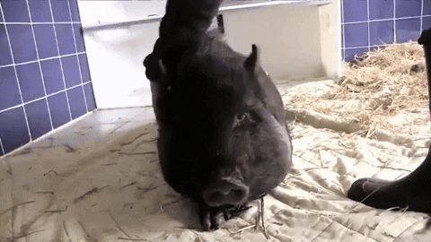 giphy.gif