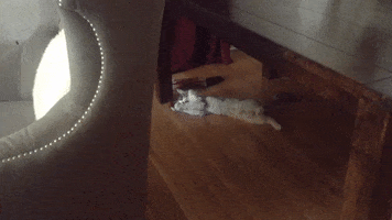 Catnip GIF