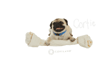 Cortland Sticker