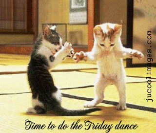 Image result for friday cat