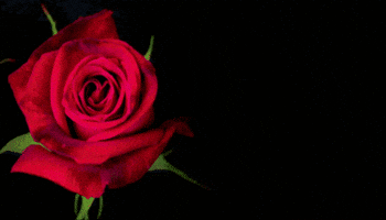 College Station Party GIF by Social Lounge