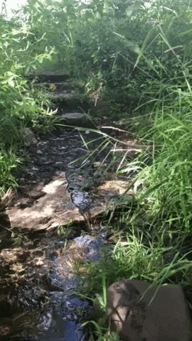 Water Stream GIF by Riveredge Nature Center