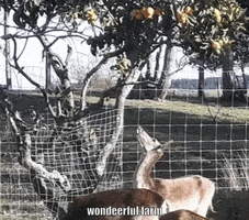 Deer Sneezing GIF by Wondeerful farm