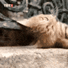 Angry Cats GIF by TRT