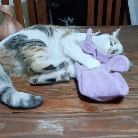 Cute Cat GIF