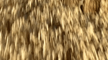 heilbadheiligenstadt GIF