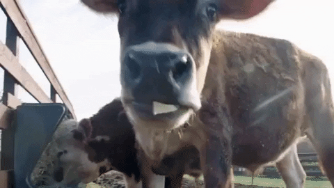 Vegan Cow GIF by Mercy For Animals - Find & Share on GIPHY