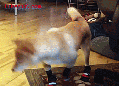 DESCRIÇÃO DA IMAGEM: cachorro da raça shiba inu cambaleando com sapatinhos pretos para chegar à um petisco canino no chão.
inFLux English School: Roupas em inglês: como pedir o que procura em uma loja
