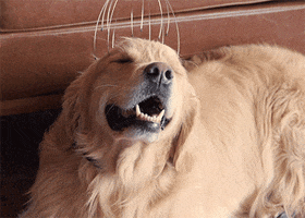 Golden Retriever Dog GIF by Planet Fitness