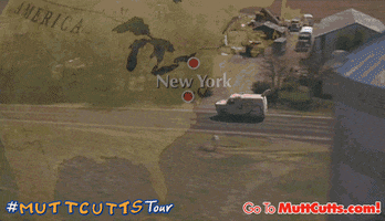 comedy mutt cutts GIF by Dumb and Dumber To
