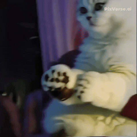 Dance Cat GIF