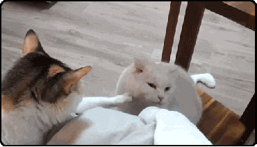 giphy.gif