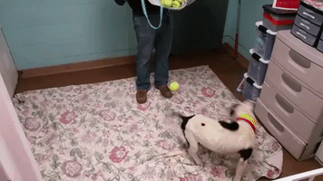 Dogs Play GIF by Humane Rescue Alliance