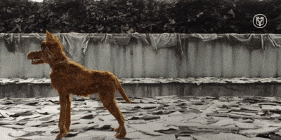 Protect Wes Anderson GIF by Searchlight Pictures