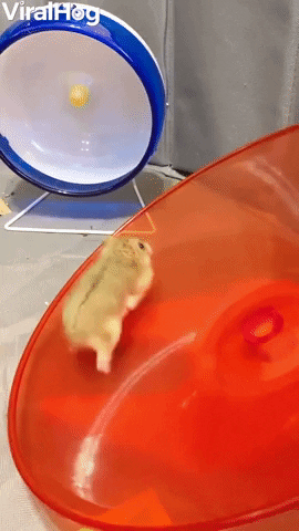 Hamsters GIF by ViralHog