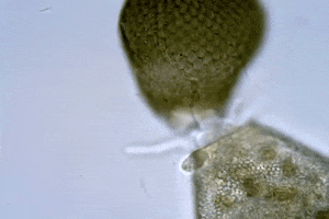 biology protists GIF by Diversify Science Gifs