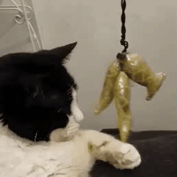Cat Aww GIF