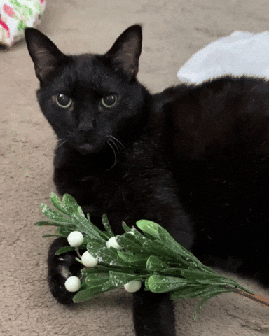 Black Cat Mistletoe GIF