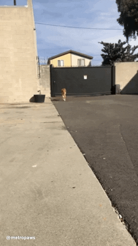 Metro Paws GIF