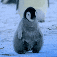 penguin GIF