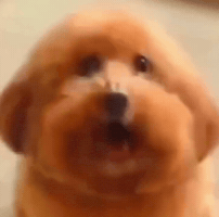 Fat Dog GIF