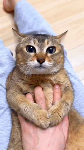 Sad Cat GIF by Sonbaterias