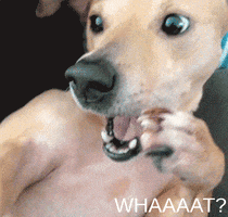 gifmedogs shocked dog GIF by Rover.com