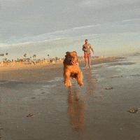 Big Boobs Running On Beach GIFs