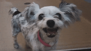 Dog GIF